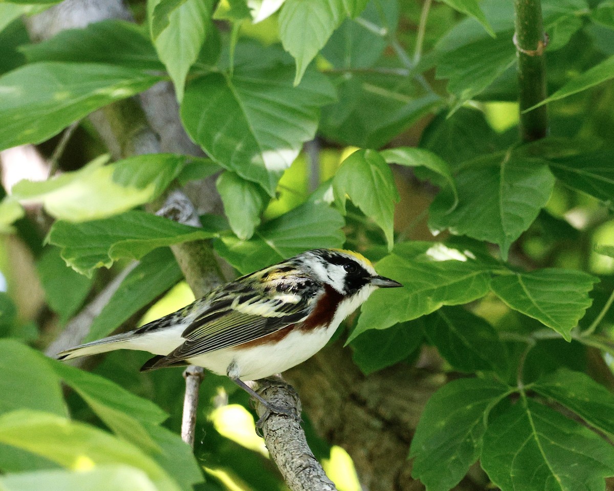 Chestnut-sided Warbler - Cate Hopkinson