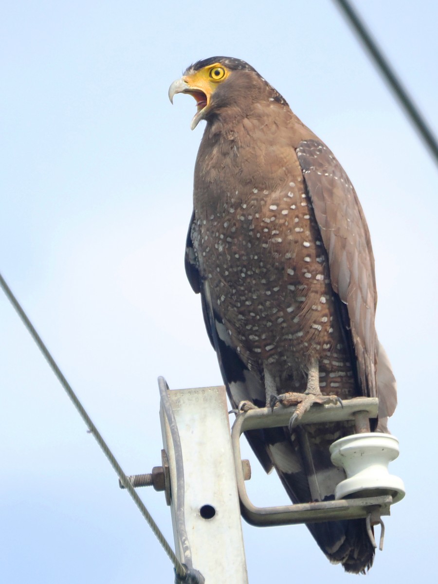 Crested Serpent-Eagle - ML618953573