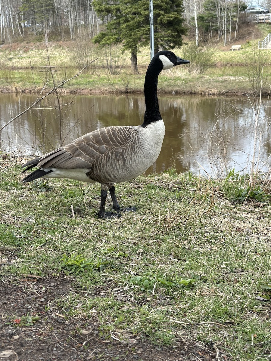 Canada Goose - Keisha Holmes