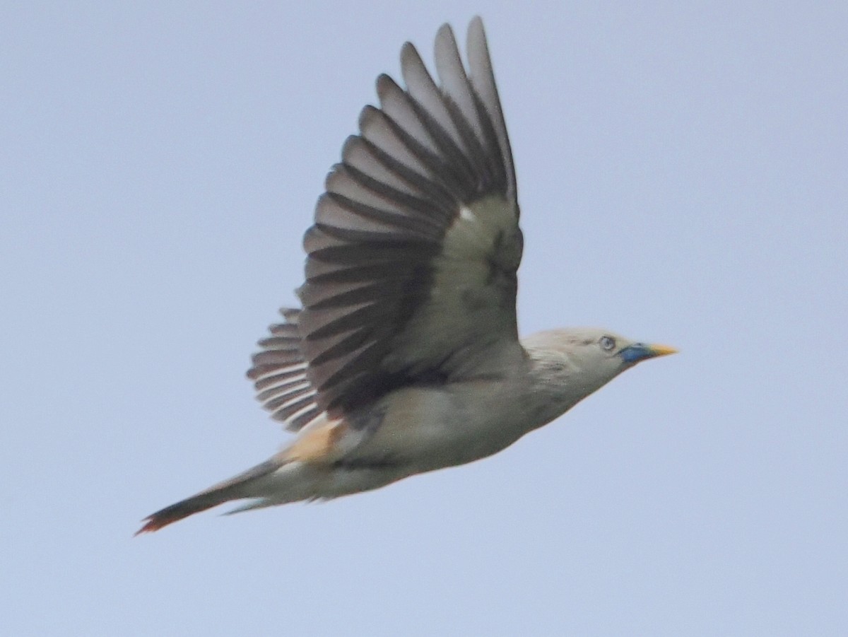 Chestnut-tailed Starling - Charles Lam