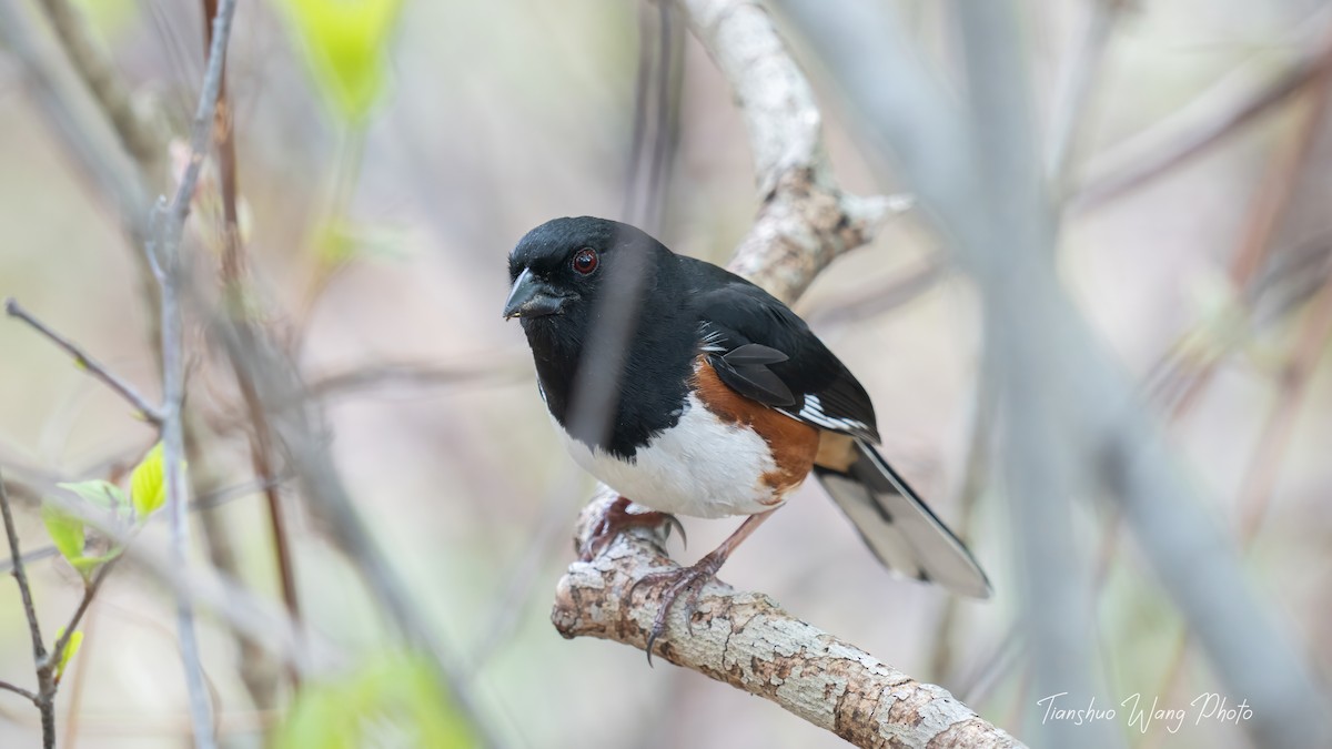 Eastern Towhee - Tianshuo Wang