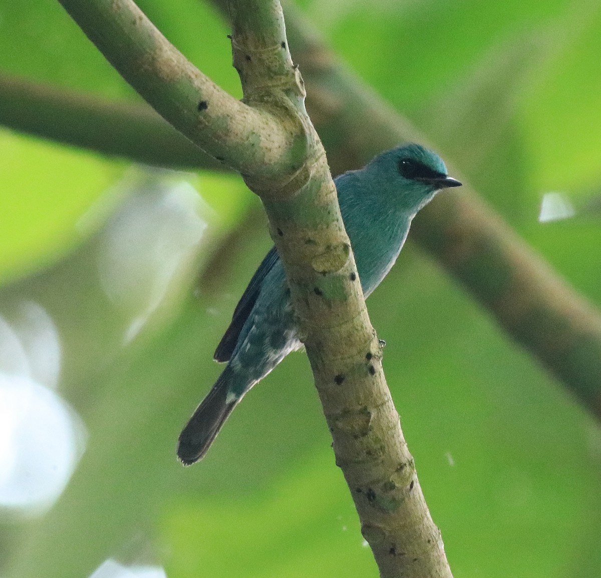 Verditer Flycatcher - Afsar Nayakkan