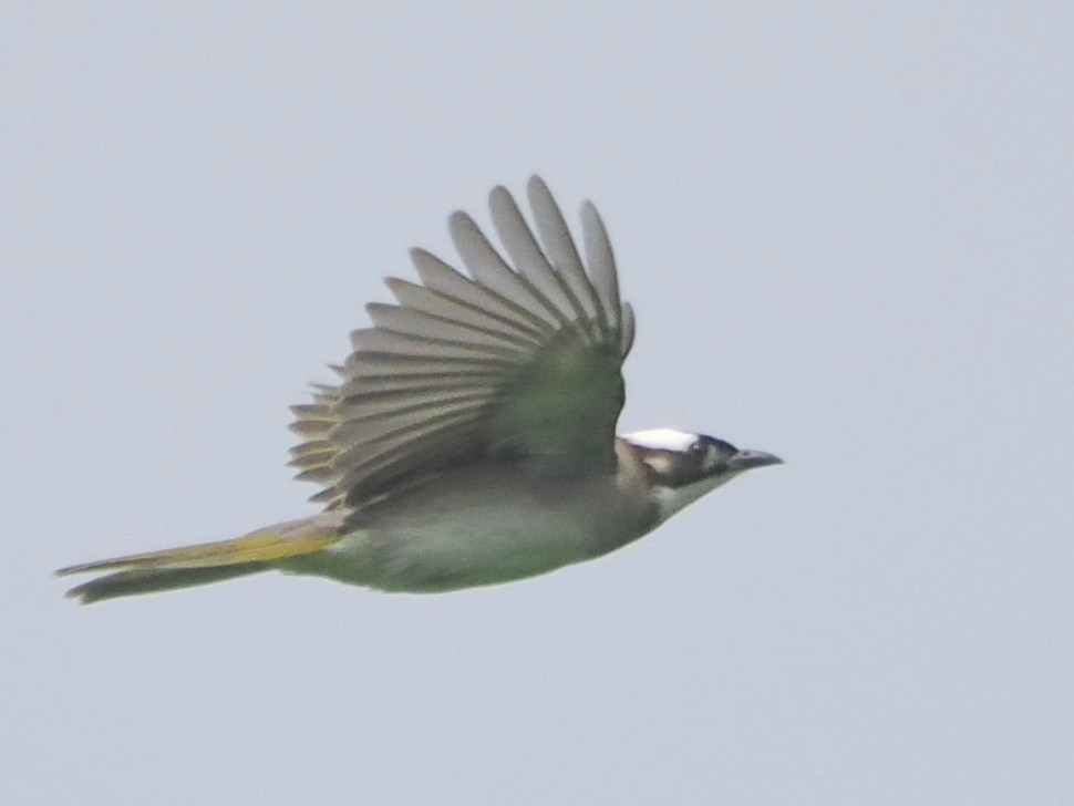 Light-vented Bulbul - Charles Lam