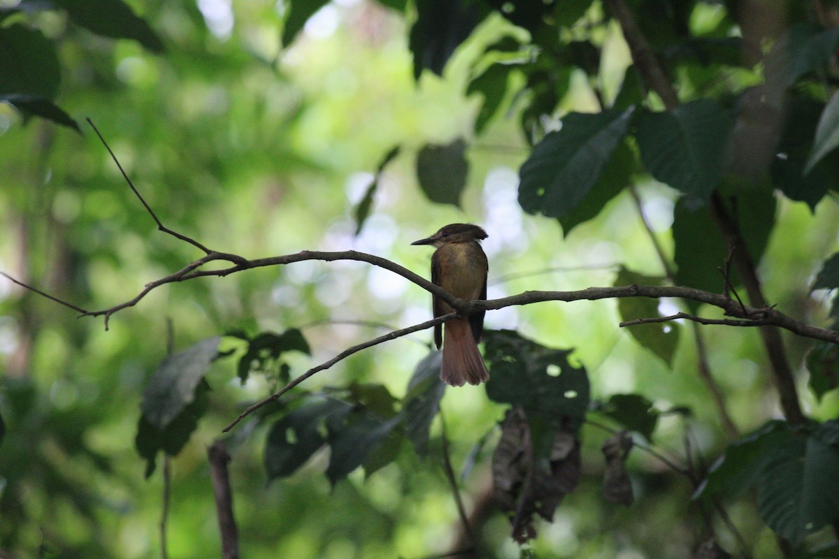 Tropical Royal Flycatcher - Jessenia Mora