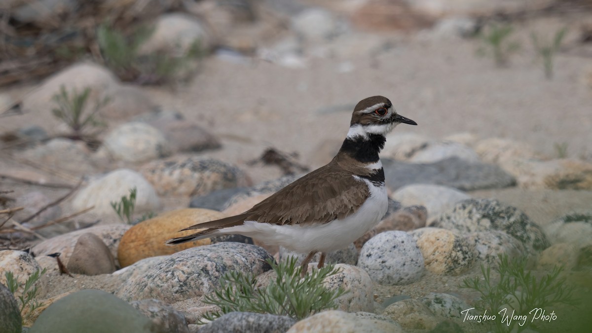 Killdeer - Tianshuo Wang