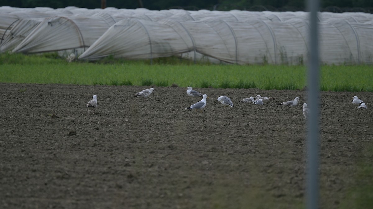 Yellow-legged Gull - ML618953639