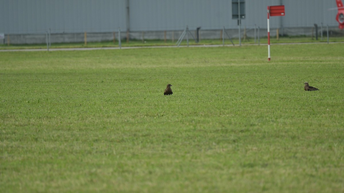 Black Kite - Roberto Lupi