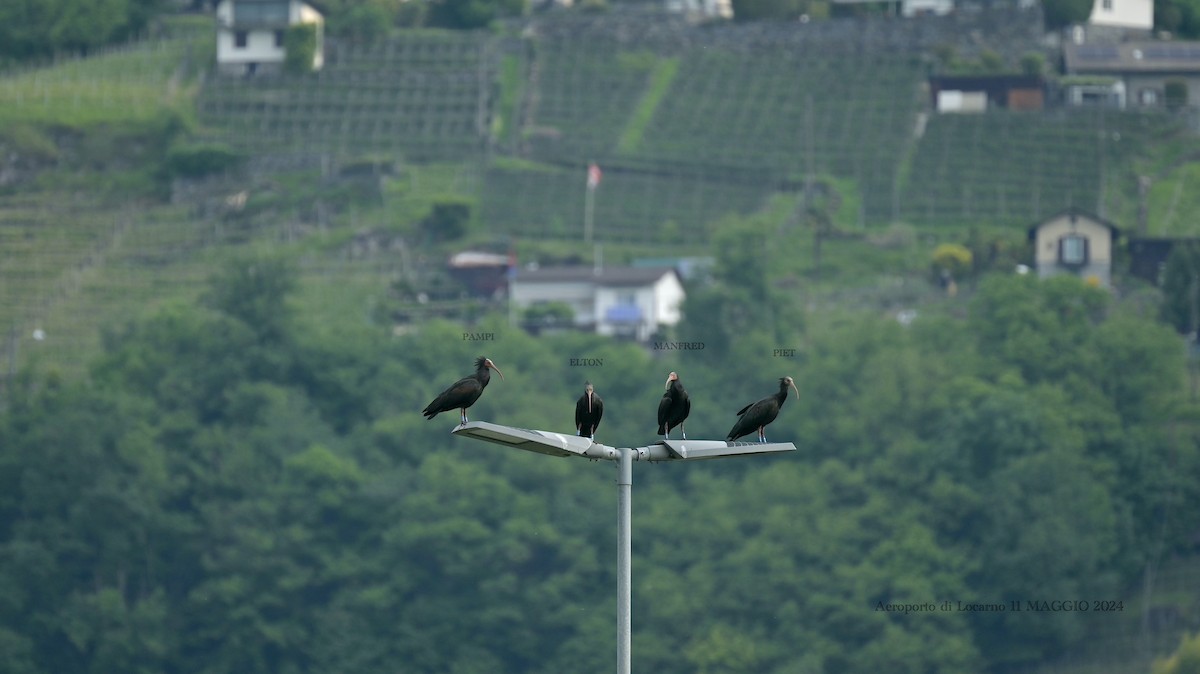 Northern Bald Ibis - Roberto Lupi