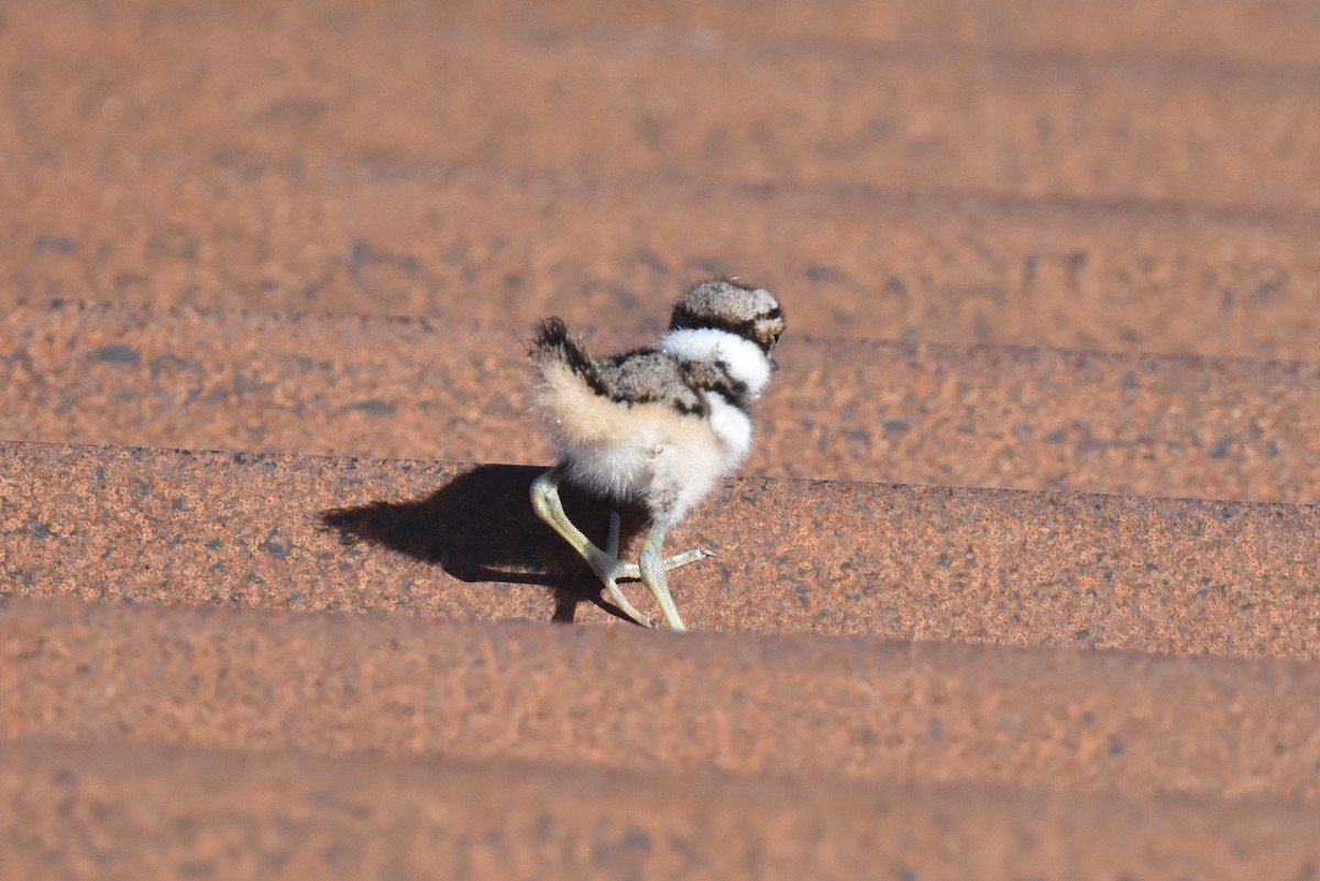 Killdeer - Naresh Satyan