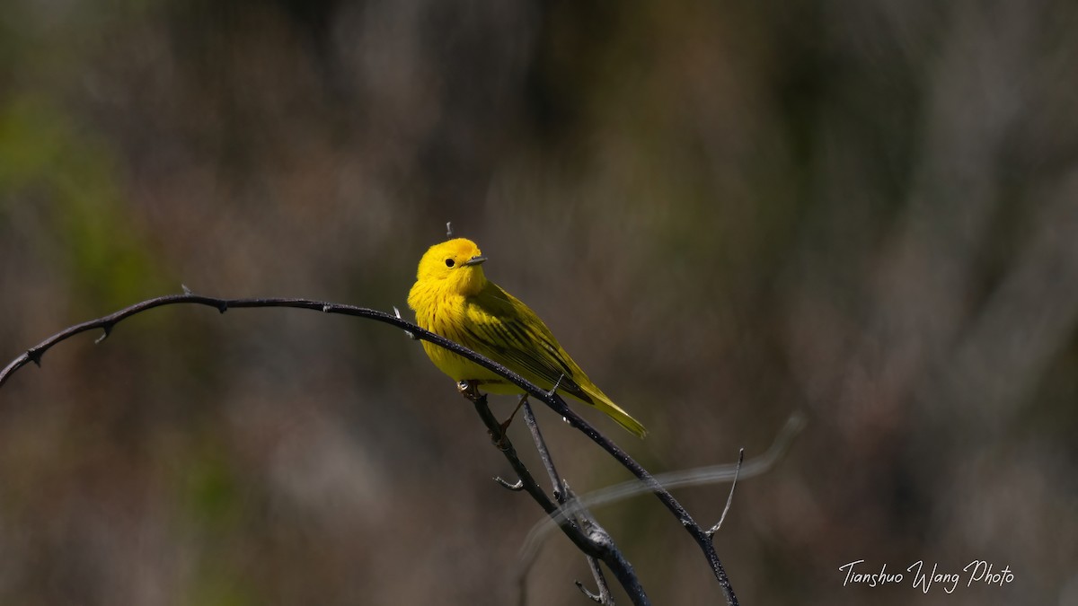 Yellow Warbler - Tianshuo Wang