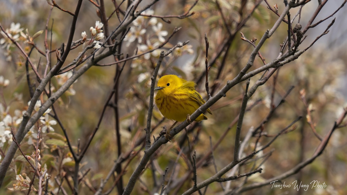 Yellow Warbler - Tianshuo Wang