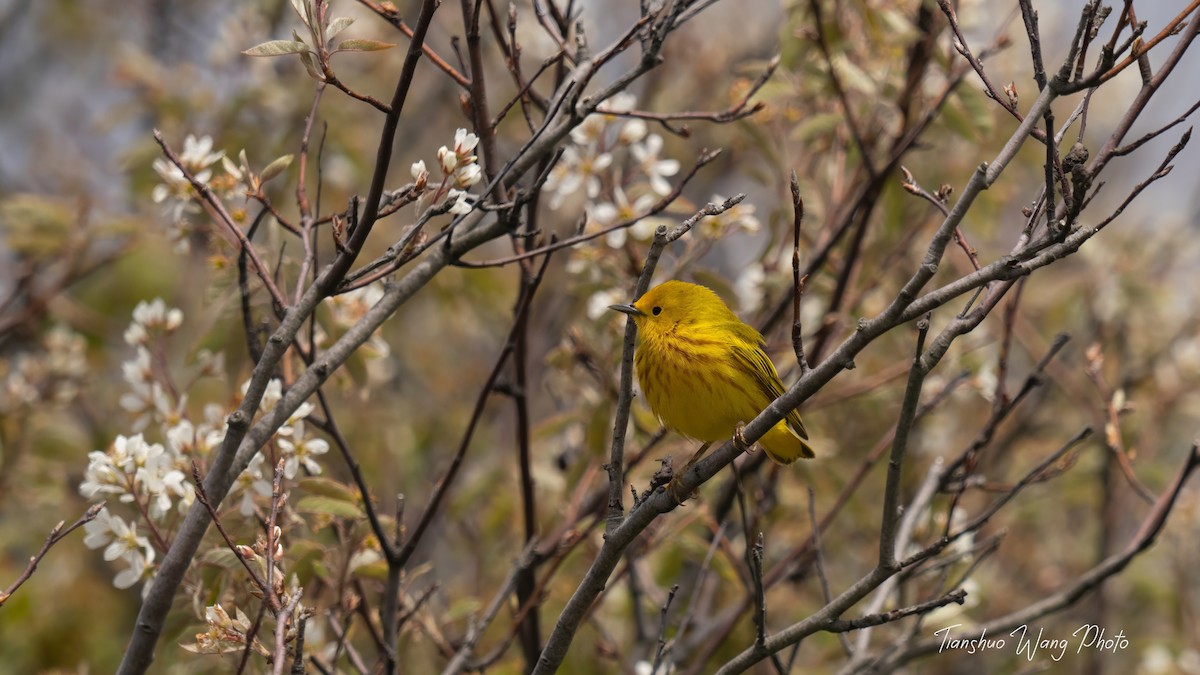 Yellow Warbler - Tianshuo Wang