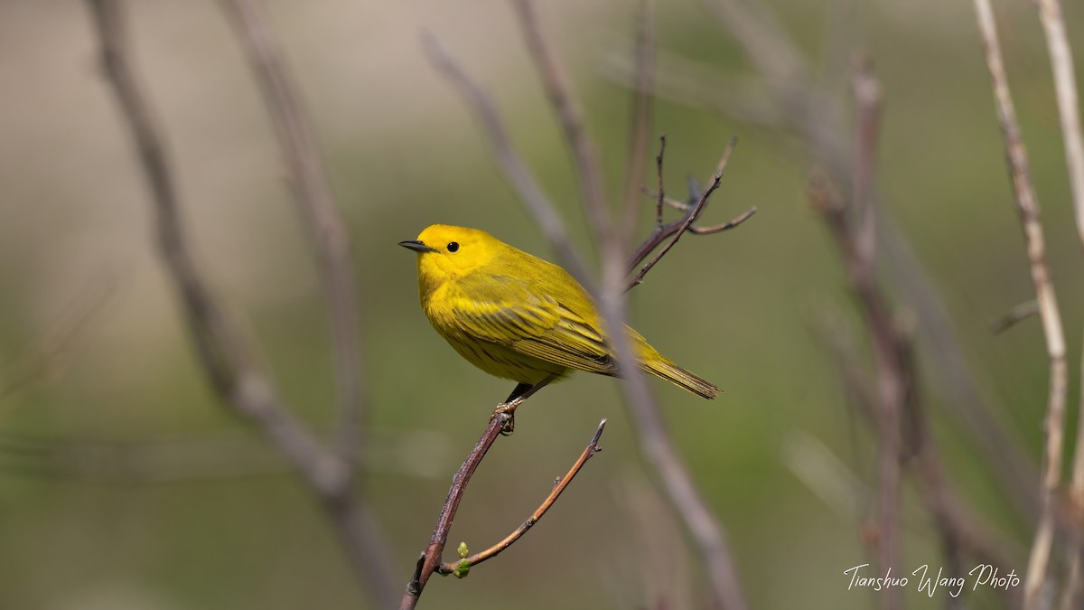 Yellow Warbler - Tianshuo Wang