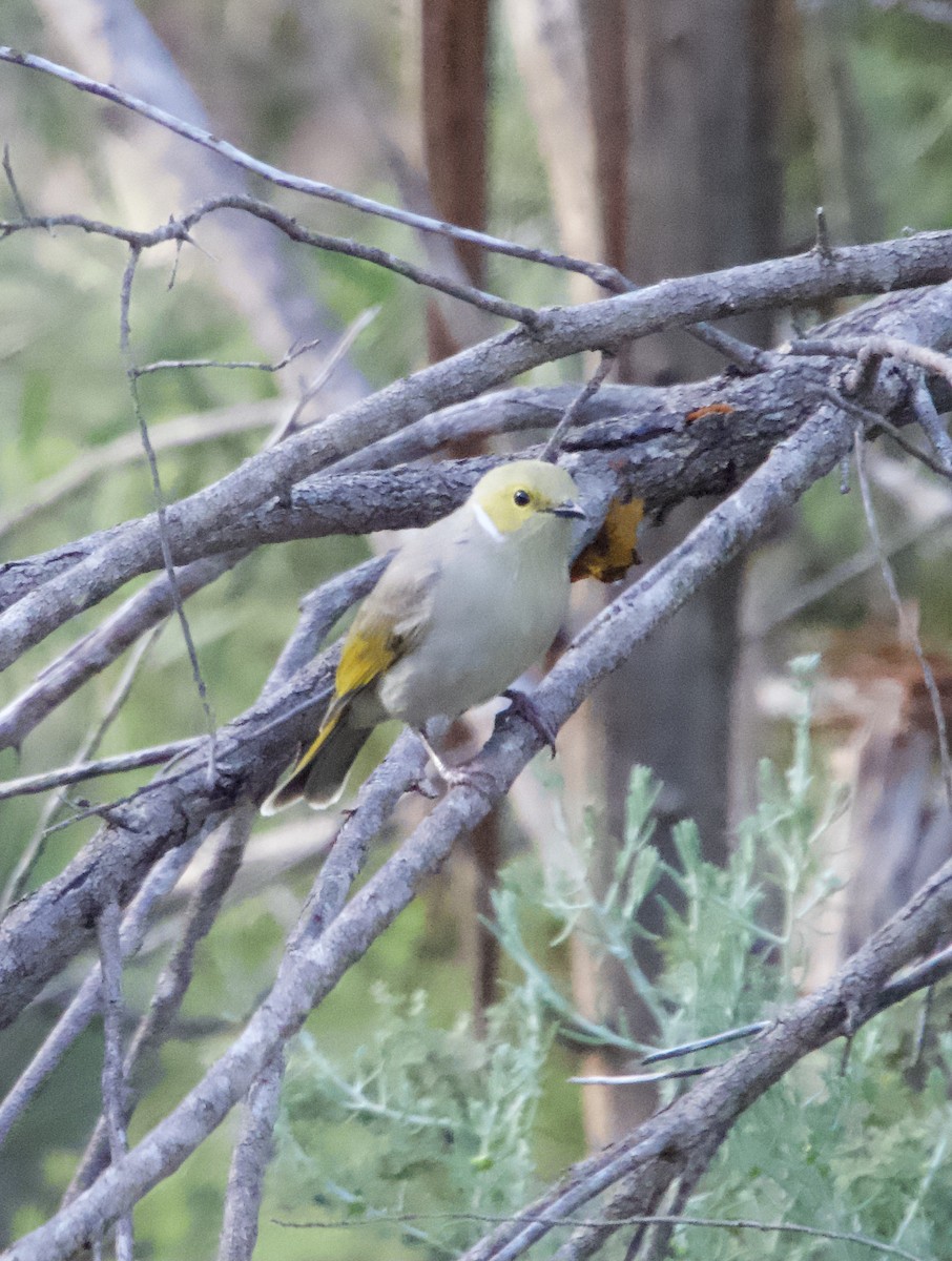 White-plumed Honeyeater - Yvonne van Netten