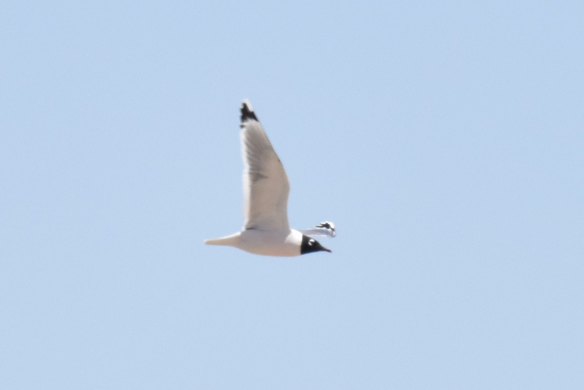 Franklin's Gull - Naresh Satyan