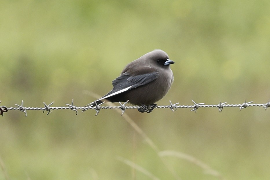 Dusky Woodswallow - ML618953714