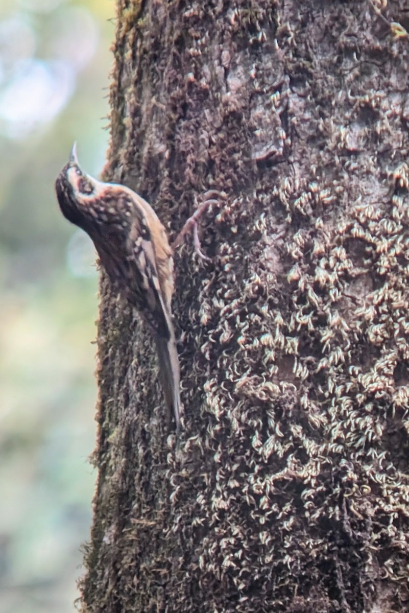 Rusty-flanked Treecreeper - Komal Agrawal
