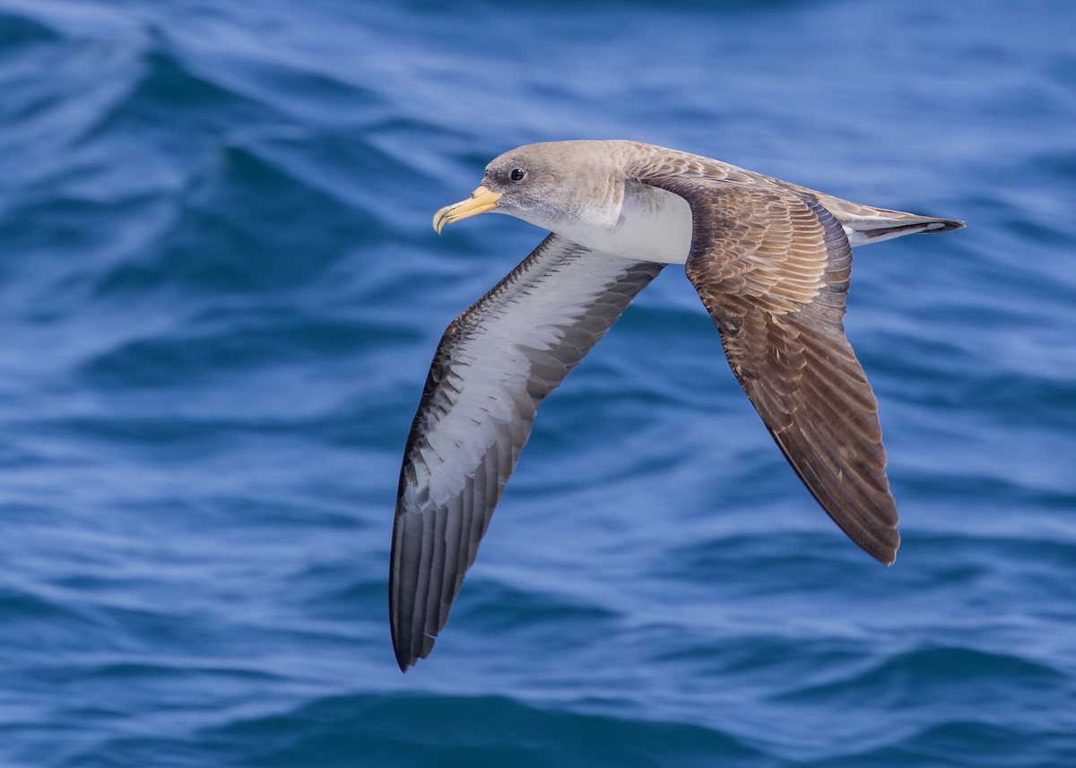 Cory's Shearwater - ML618953734