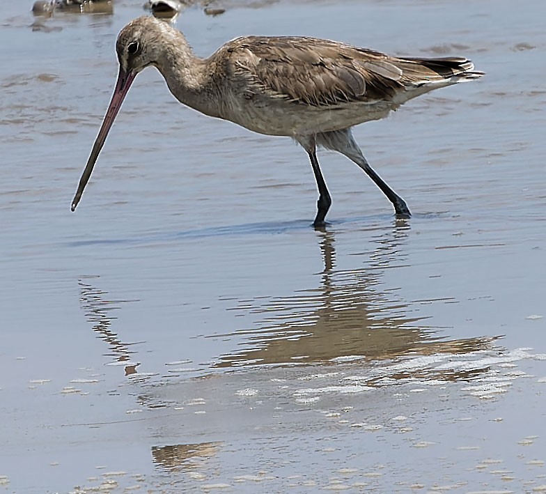 Black-tailed Godwit - www.aladdin .st