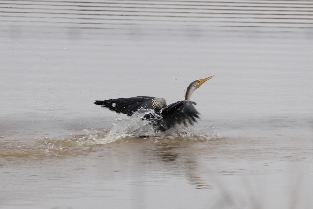 Anhinga d'Australie - ML618953758