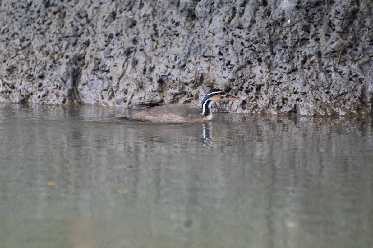 Sungrebe - Jessenia Mora