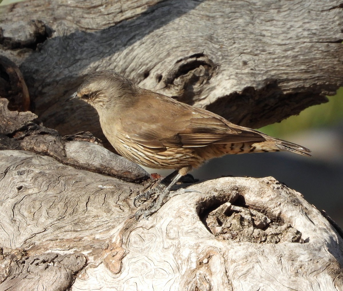 Brown Treecreeper - ML618953781