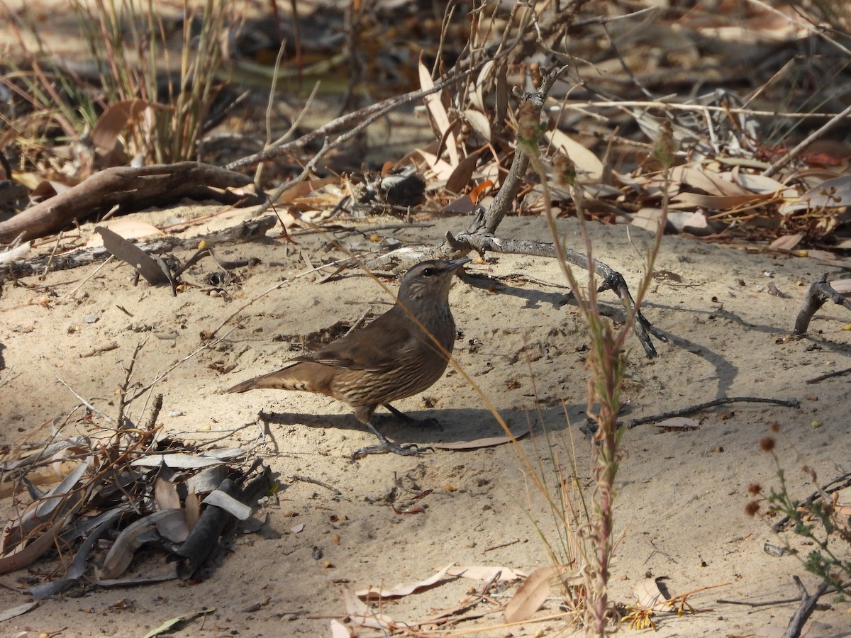 Brown Treecreeper - ML618953782