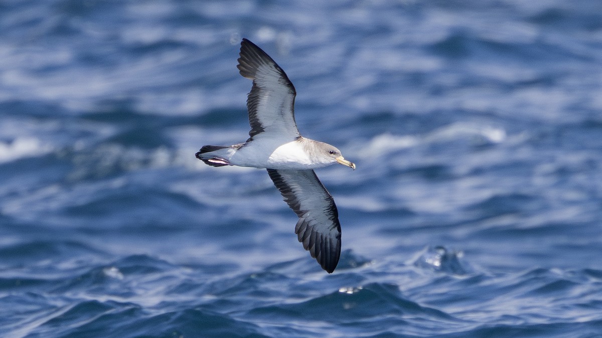 Scopoli's Shearwater - ML618953787