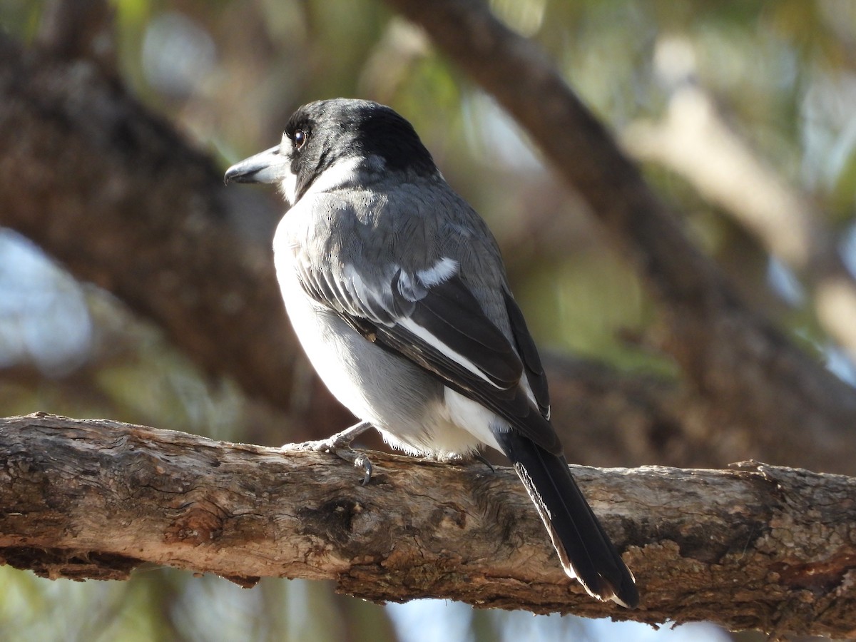 Gray Butcherbird - ML618953788