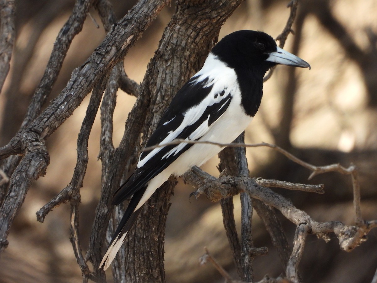 Pied Butcherbird - ML618953795