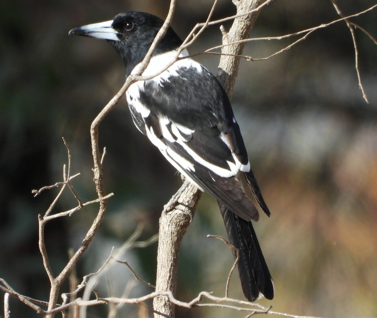 Pied Butcherbird - ML618953796