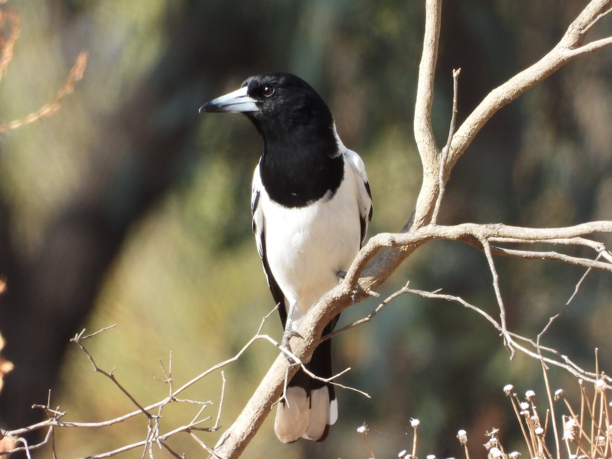 Pied Butcherbird - ML618953798