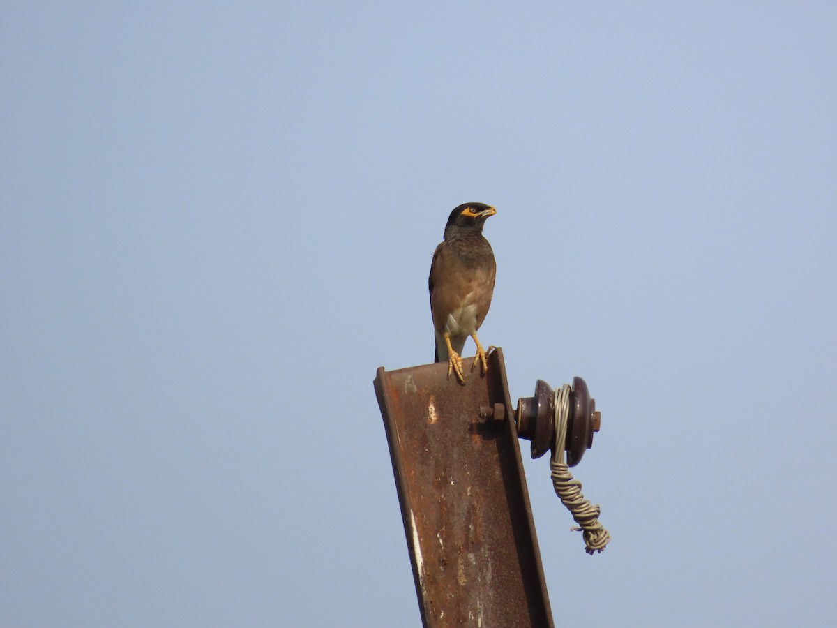 Common Myna - Shilpa Gadgil