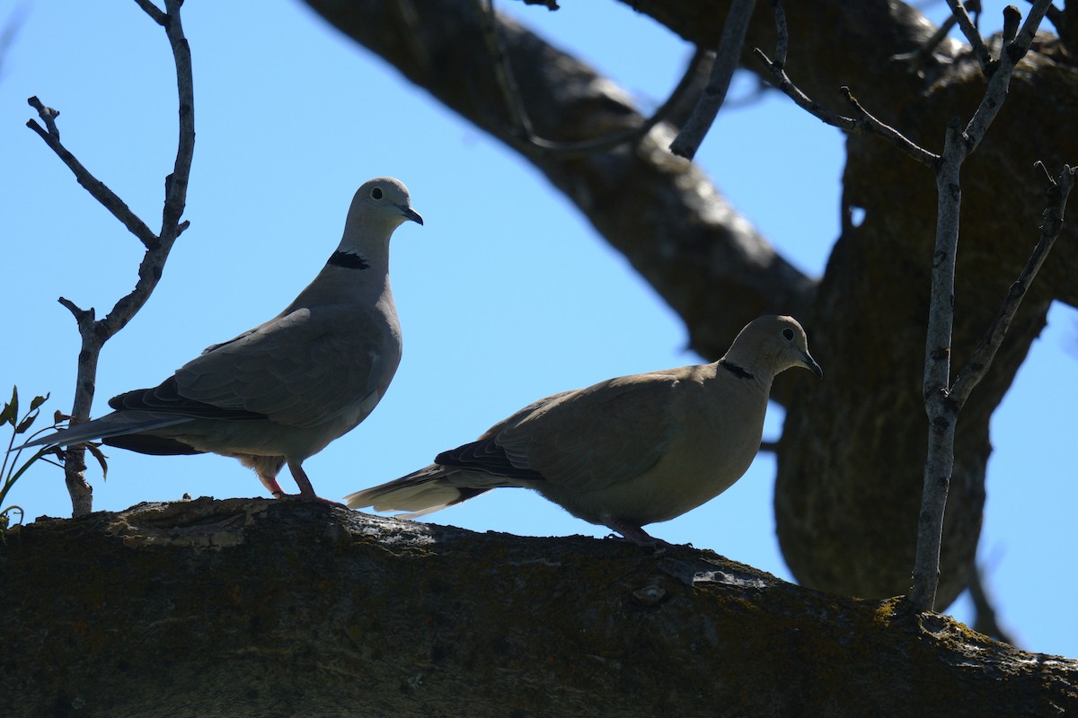 Eurasian Collared-Dove - ML618953826