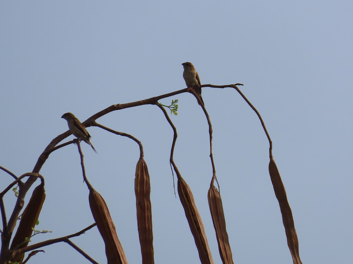 Indian Silverbill - ML618953827