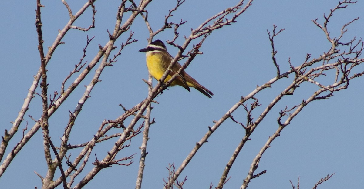 Great Kiskadee - ML618953870