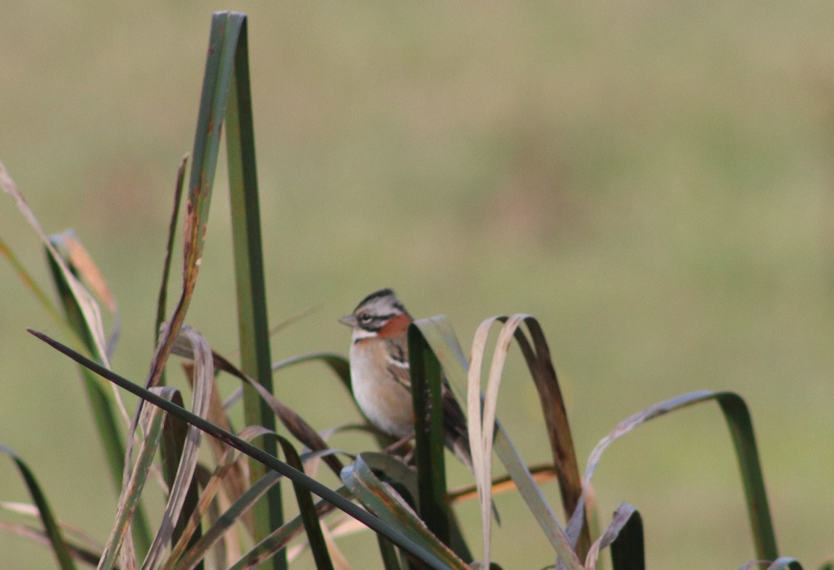 Rufous-collared Sparrow - ML618953886