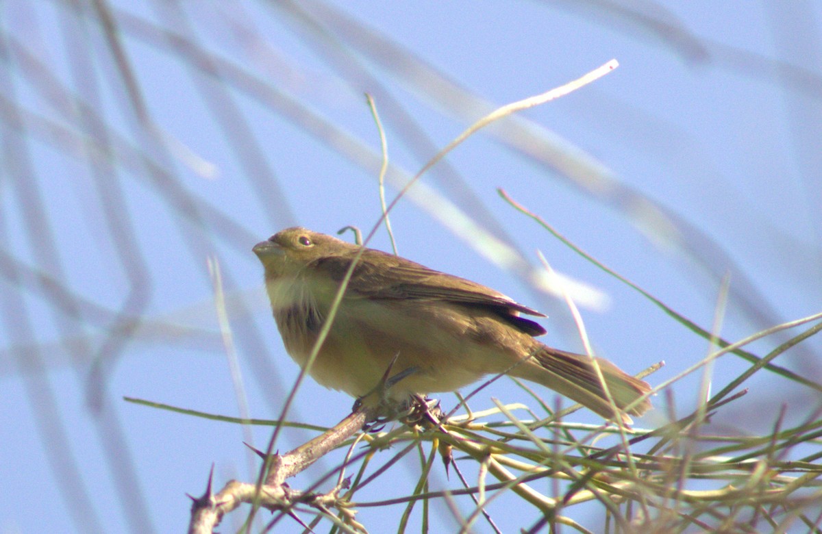 Double-collared Seedeater - ML618953905