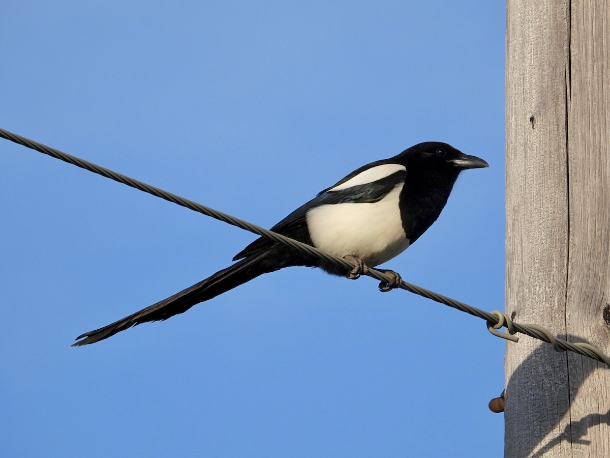 Black-billed Magpie - Rosanne Petrich