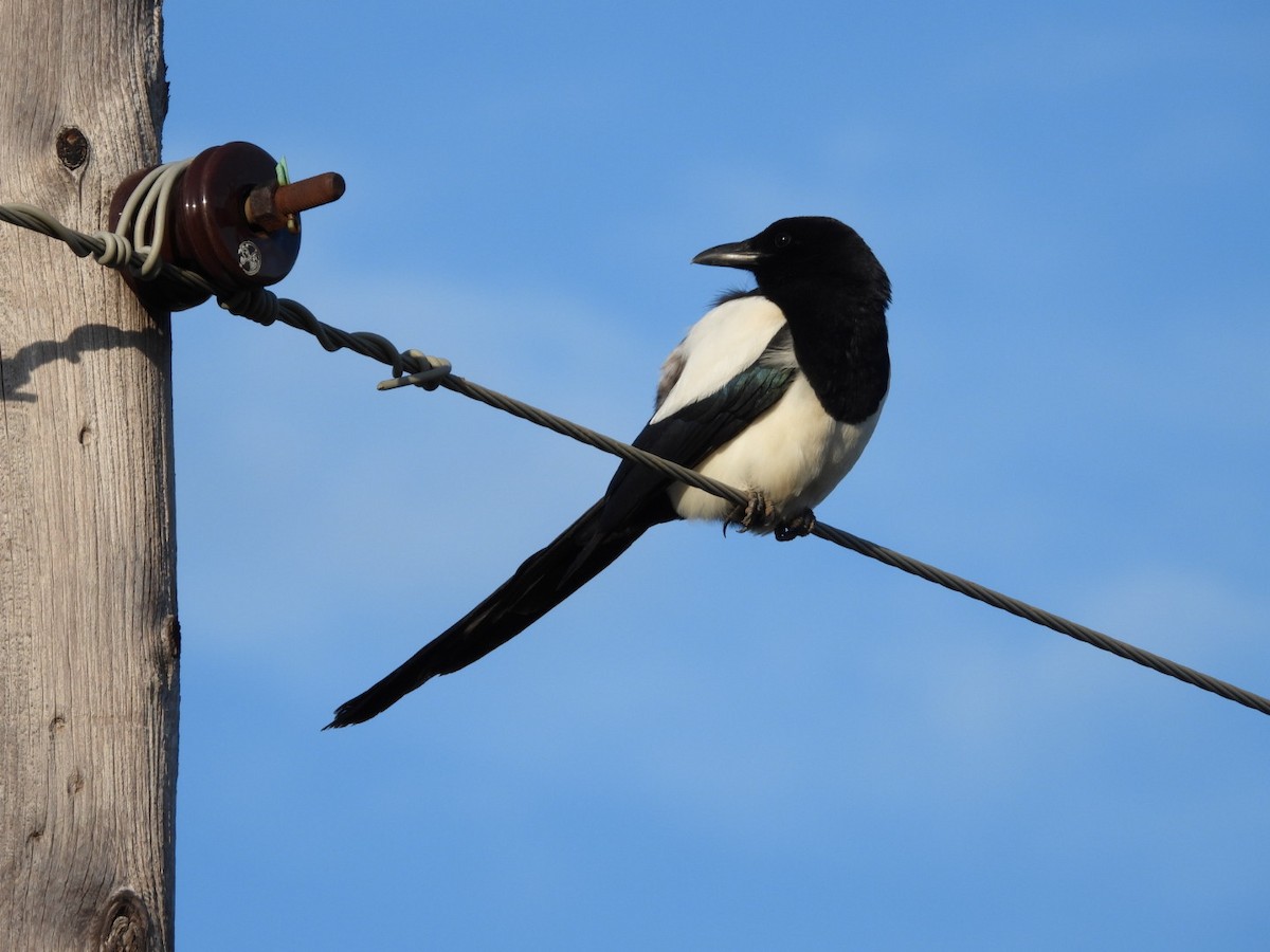 Black-billed Magpie - Rosanne Petrich