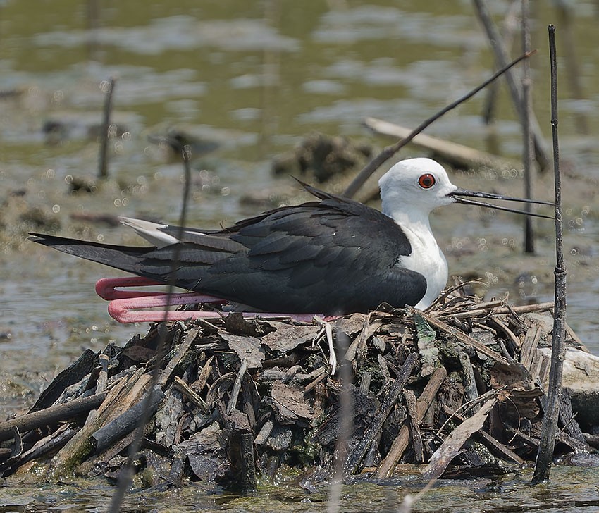 Black-winged Stilt - www.aladdin .st