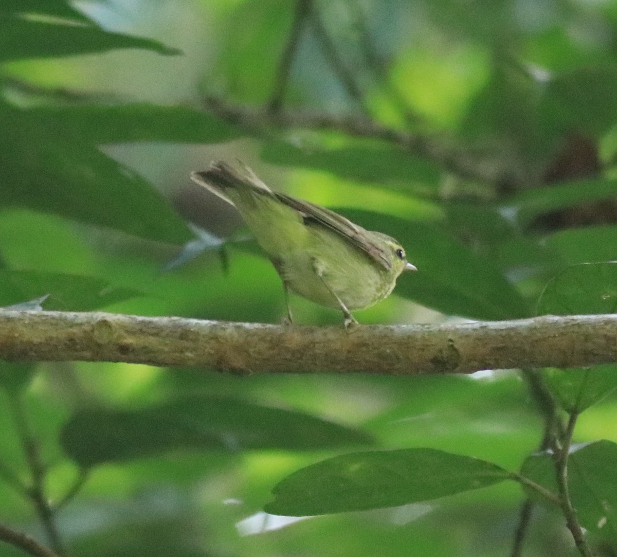 Green Warbler - Afsar Nayakkan