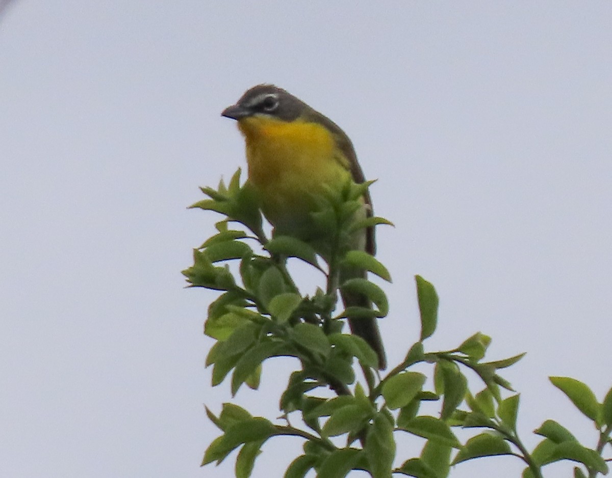 Yellow-breasted Chat - Becky Marvil