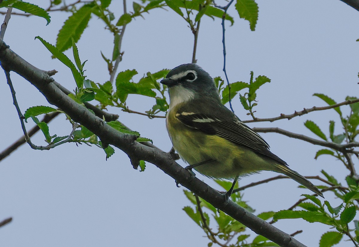 Blue-headed Vireo - Terry Spitzenberger