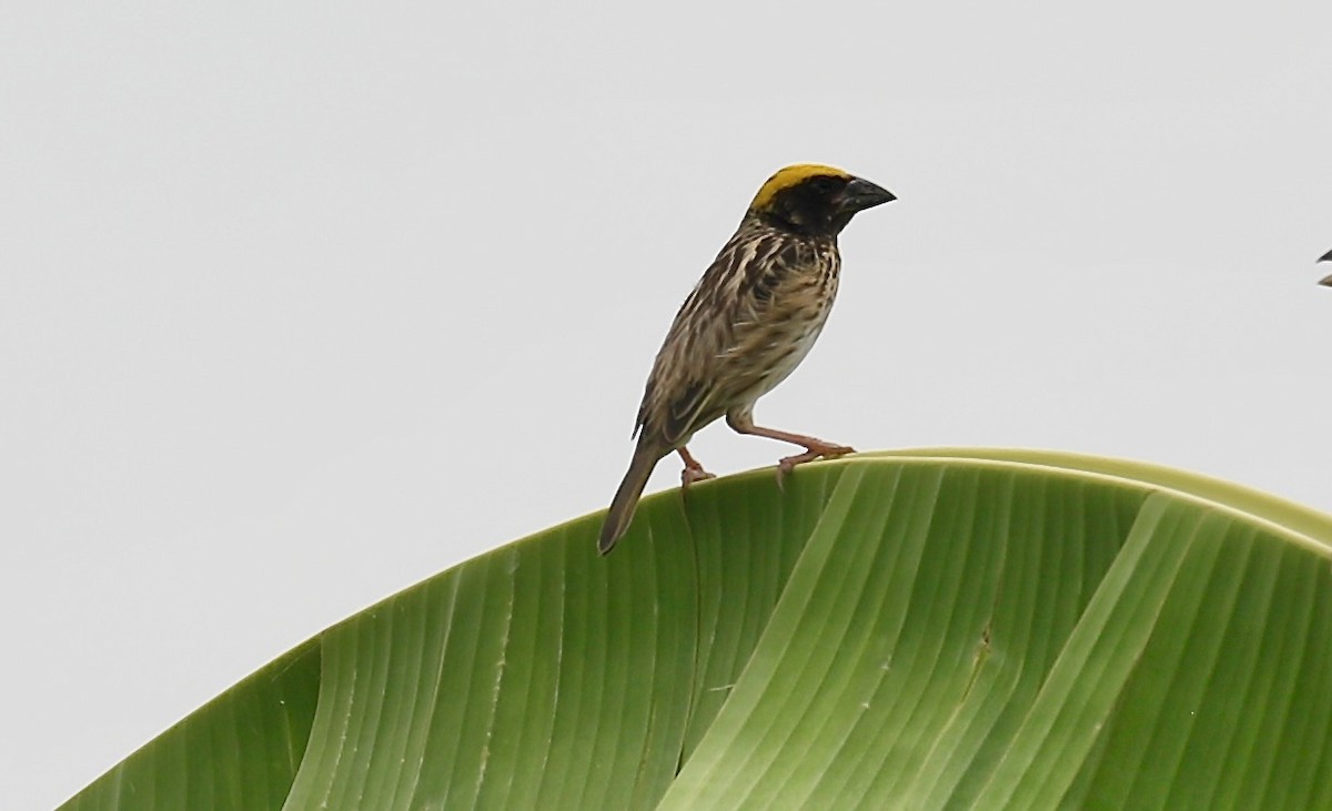 Streaked Weaver - ML618953986