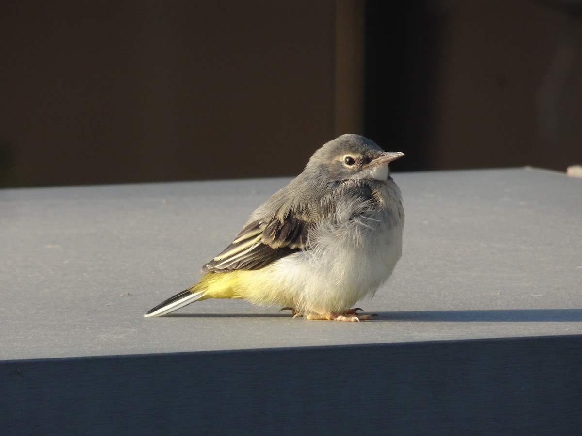 Gray Wagtail - Seunghyun Lee