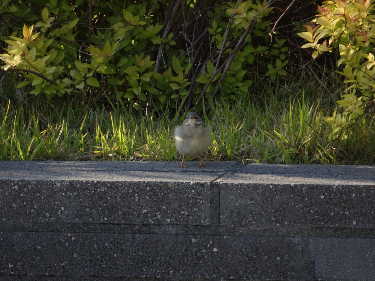 Gray Wagtail - Seunghyun Lee