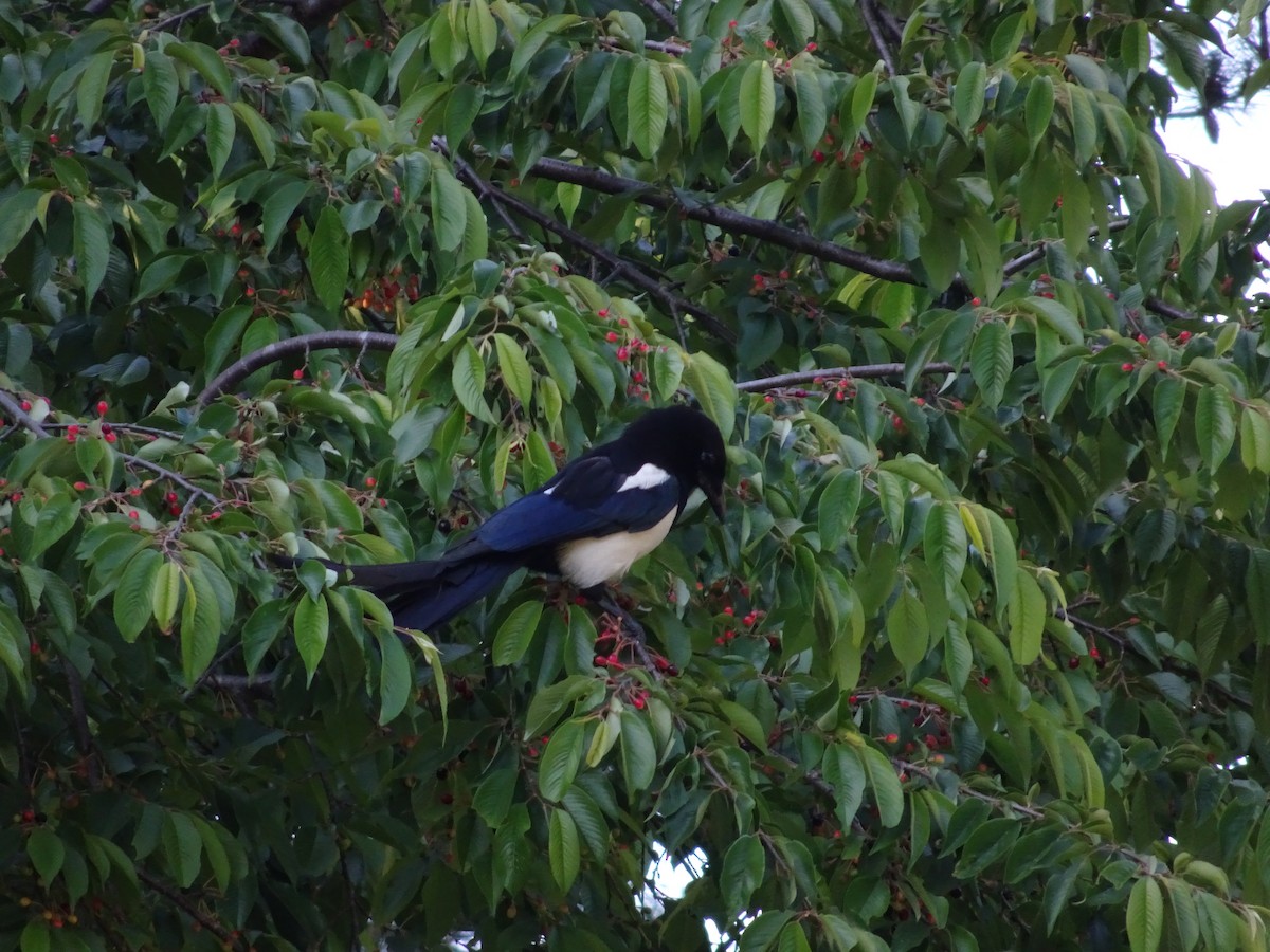 Oriental Magpie - Seunghyun Lee