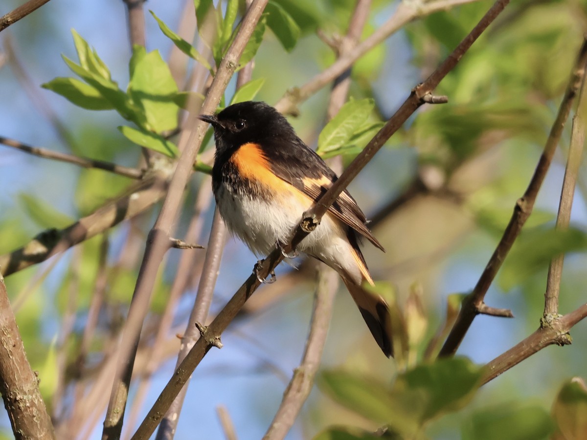 American Redstart - Joanne Morrissey