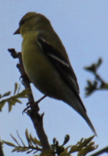 American Goldfinch - Samuel Harris